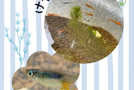 けやきの里　メダカをお迎えしました！